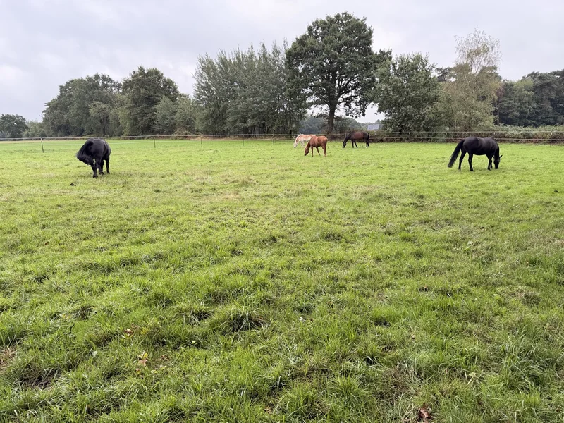 Pferde auf einer grünen Weide am Hof Hasenhorst.